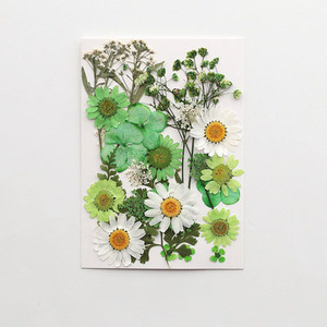2025 New Product Wholesale <strong>Reasonable</strong> Price Natural Preserved <strong>Flowers</strong> Plants DIY Materials Pressed <strong>Flowers</strong> - Product Image 6