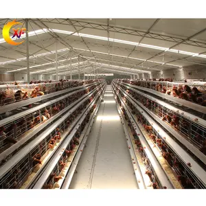 Capa Granja avícola Fábrica de jaulas para pollos Equipo para ganado La mejor puesta de huevos Razas de pollos India