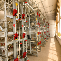 Cage à poules pondeuses à grande échelle pour 10 000 poulets, cage en batterie pour l'élevage avicole avec courroie de fumier pour projet d'élevage de poules pondeuses