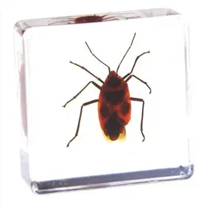 Petit Vrais Insectes Transparent Résine Artisanat En Plastique Spécimens D'insectes Modèle