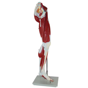 Modelo Anatómico <span class=keywords><strong>de</strong></span> PVC <span class=keywords><strong>de</strong></span> Alta Calidad SCIEDU, 23 <span class=keywords><strong>Partes</strong></span>, Anatomía del Músculo <span class=keywords><strong>de</strong></span> <span class=keywords><strong>la</strong></span> <span class=keywords><strong>Pierna</strong></span> Humana - Product Image 2