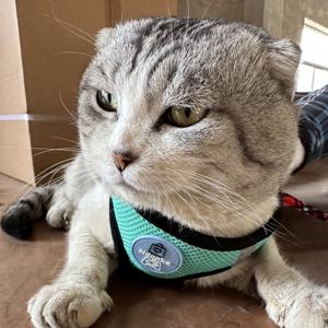 สายจูงสุนัขปรับได้วัสดุโพลีเอสเตอร์สำหรับสัตว์ขนาดเล็ก - Product Image 6