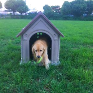 Große Hundehütte im Freien Wasserdichter Hundehütte Abnehmbarer Golden Retriever <span class=keywords><strong>Indoor</strong></span> <span class=keywords><strong>Dog</strong></span> Home - Product Image 2