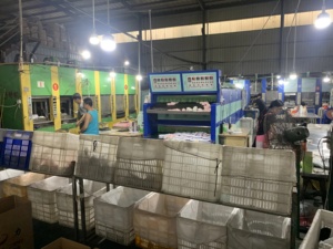 Suola per <span class=keywords><strong>Scarpe</strong></span> da Corsa MD Leggera ad Alto Rimbalzo con Assorbimento degli Urti Migliorato - Product Image 4