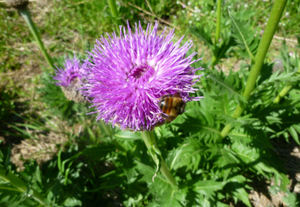 Xian Healthway Water Geëxtraheerd <span class=keywords><strong>Maral</strong></span> Wortel <span class=keywords><strong>Maral</strong></span> Wortelpoeder <span class=keywords><strong>Maral</strong></span> Wortel <span class=keywords><strong>Extract</strong></span> Poeder - Product Image 2