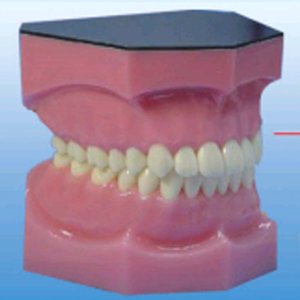 Modelo de Dientes Completo Estándar para Enseñanza Médica, Modelo de Dientes Completo Doble para Enseñanza y Aprendizaje de Anatomía - Product Image 6