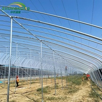 Grande serre agricole à simple travée avec film PE pour la culture de tomates et légumes, à faible coût, utilisable toute l'année, structure stable