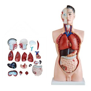 Modelo <span class=keywords><strong>de</strong></span> Torso <span class=keywords><strong>Humano</strong></span> <span class=keywords><strong>de</strong></span> 85 cm, <span class=keywords><strong>de</strong></span> PVC, con Órganos Internos Masculinos, 19 <span class=keywords><strong>Partes</strong></span>, para Material Didáctico, con Certificación CE/ISO - Product Image 4