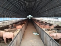 Les bâtiments à structure en acier ne s'altèrent pas, offrant une haute qualité et une grande durabilité, adaptés aux hangars à volailles et aux abris pour bétail.