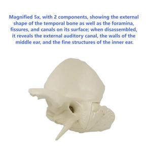 <span class=keywords><strong>Model</strong></span> anatomi tulang <span class=keywords><strong>Temporal</strong></span> perbesaran 5X-2-bagian dengan detail telinga/Tengah - Product Image 5