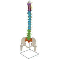 Modelo de Esqueleto Humano de PVC DARHMMY, Tamaño Real, Columna Vertebral, Pelvis, Huesos de Pierna, Vasos Sanguíneos, Nervios, para Enseñanza Médica, Origen China