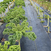 Toile de paillage épaisse anti-déchirure pour jardin, barrière anti-herbe, tapis de contrôle paysager, couverture de sol anti-mauvaises herbes