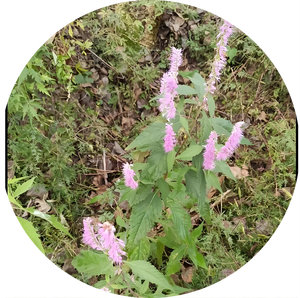 Bubuk Ekstrak <span class=keywords><strong>Elsholtzia</strong></span> <span class=keywords><strong>Ciliata</strong></span> Alami Murni Berkualitas Tinggi 10:1 Bubuk Larut Air <span class=keywords><strong>Elsholtzia</strong></span> <span class=keywords><strong>Ciliata</strong></span> Ekstrak Herbal Dari Cina - Product Image 3