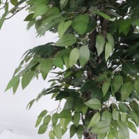 Arbre artificiel Ficus vert de 1,80 m avec troncs en bois véritable, feuilles en tissu de soie texturé, faux banian pour la décoration de la maison et du bureau, pot en plastique