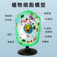 Modèles de cellules végétales et animales, modèles de démonstration éducatifs agrandis de structures biologiques tridimensionnelles, nouveaux