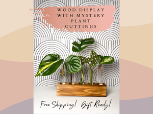 JUNJI Cadeau d'anniversaire et d'anniversaire personnalisé Boîte de propagation de plantes gravée en bois et panneau mural pour <span class=keywords><strong>femme</strong></span> - Product Image 2