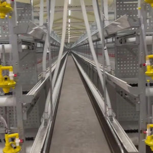 भारत में बिक्री के लिए चिकन फार्म का उपयोग चिकन फार्म के लिए पोल्ट्री परतों के लिए स्वचालित एच-प्रकार की बैटरी चिकन पिंजरे - Product Image 1