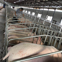 Offre Spéciale : Équipement d'élevage porcin – Cages de gestation pour porcs destinées aux fermes et l'élevage de bétail