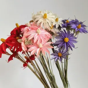 Bunga Buatan Tangan Bunga Kering Leucanthemella Linearis Tangkai Asli Bunga Hibiscus Kering Alami untuk Penataan Bunga