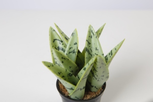 Plantes serpent artificielles de couleur verte, vente en gros, 300 CM, 14CM - Product Image 3