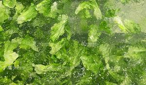 Groente Fruit Kool IJsberg Rode Sla Paprika Aubergine Bubbelwasser <span class=keywords><strong>Centrifuge</strong></span> Ontwateringsdroogmachine - Product Image 4