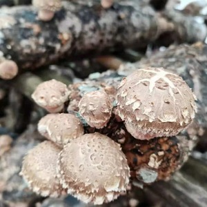 Số lượng lớn <span class=keywords><strong>Shiitake</strong></span> nấm khô Trung Quốc ăn được Hữu Cơ mycological Herb Xiang gu cho nấu ăn/chiết xuất/bột với giá nhà máy - Product Image 3