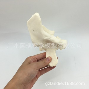 Modelo de ampliación de hueso esfenoidal, modelo de hueso esfenoidal humano, modelo didáctico de hueso esfenoidal con ampliación 3x, hueso esfenoidal - Product Image 5