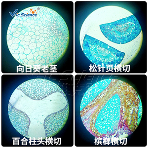 Portaobjetos de Microscopio de Vidrio para Material Didáctico Escolar, 5 Tipos de Portaobjetos Biológicos Preparados para Microscopio, Juego de Plantas y Animales - Product Image 3