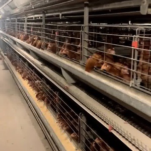 New H loại dọc mạ kẽm kim loại gà trứng đẻ lồng pin với hệ thống thu gom trứng tự động - Product Image 2