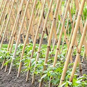 Prix de gros expédition rapide poteaux en bambou naturel personnalisés pour la Construction/décoration/culture de plantes