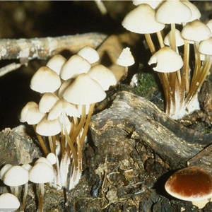 ผงสกัดเห็ดมาราสมิอุส แอนโดรเซียส พร้อมโพลีแอสคาริเดส บรรจุภัณฑ์แบบดรัม - Product Image 2