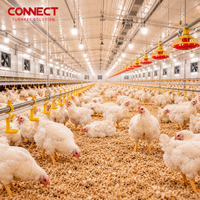 Système d'élevage automatique pour ferme avicole, équipement d'alimentation pour poulets de chair au sol