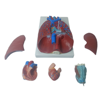 Démonstration de la pratique de la science médicale Taille naturelle Anatomie humaine Système respiratoire viscéral Larynx Larynx Coeur Poumon Modèle