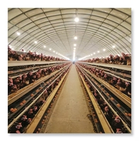 Nouvelle cage à oiseaux à 5000 couches, structure simple, acier galvanisé à chaud, longue durée de vie, élevage de volailles, poulailler