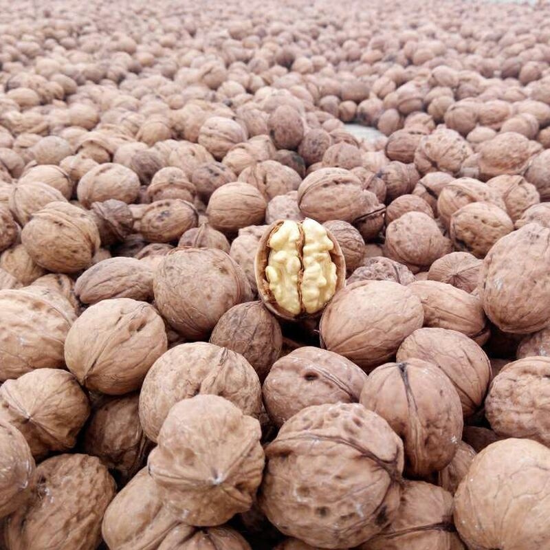 Chinese 100 Organic Export Walnut Dried