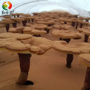 OEM Private Label Lions Mane <span class=keywords><strong>Reishi</strong></span> Complexo Extracto De Cogumelo Cápsulas Suplemento Orgânico Cápsulas De Cogumelo - Product Image 4