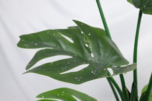 Écorce de plante artificielle de monstera à feuilles persistantes simulées avec des <span class=keywords><strong>perles</strong></span> <span class=keywords><strong>d</strong></span>'<span class=keywords><strong>eau</strong></span> adaptées à la <span class=keywords><strong>d</strong></span>écoration de la maison et du jardin - Product Image 6