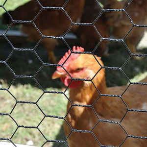 PVC Coated Hot Dipped Galvanized Chicken <strong>Wire</strong> / Poultry <strong>Netting</strong> Hexagonal Mesh Fencing - Product Image 6