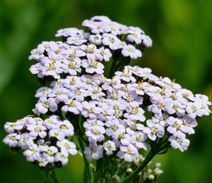 Té de flor de milenrama de hierbas de compra instantánea té de hoja de milenrama DE SALUD China - Product Image 3