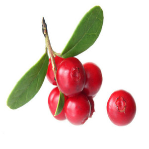 <span class=keywords><strong>Gmp</strong></span> chứng nhận tự nhiên Bearberry chiết xuất chất lượng cao Alpha Arbutin cấp thực phẩm bột tinh thể dung môi lá Halal chứng nhận hplc - Product Image 3