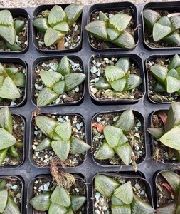 Set Misto di Haworthia Maughanii Truncata Retusa, 36 Pezzi, <span class=keywords><strong>Piante</strong></span> <span class=keywords><strong>Grasse</strong></span> in Vaso, Ideali per Giardino Interno, Decorazione Casa, Regalo, Artificiali - Product Image 5