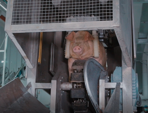 โซลูชันแบบครบวงจรสำหรับสายการเชือดสุกร อุปกรณ์โรงฆ่าสัตว์อัตโนมัติสำหรับฟาร์ม - Product Image 3