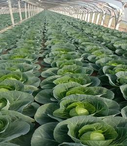 Flocons d'<span class=keywords><strong>engrais</strong></span> organique à base de sels d'humate de potassium, acide fulvique de potassium - Product Image 5