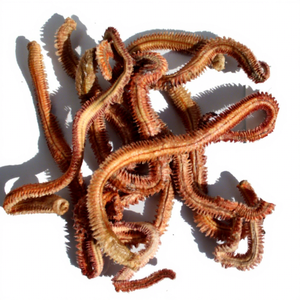 Esca Artificiale Morbida a Forma di Vomero Essiccato per la Pesca in <span class=keywords><strong>Mare</strong></span> e in Torrente - Product Image 1