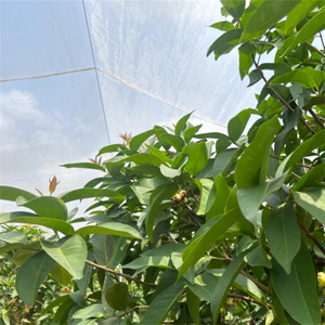 온실 안티 곤충 그물 진딧물 증거 그물 처녀 HDPE + UV 플라스틱 곤충 메쉬 - Product Image 3