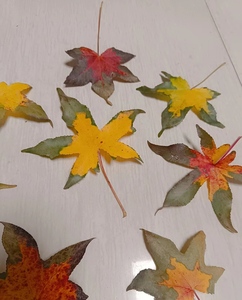 12 pièces/paquet feuille d'<span class=keywords><strong>automne</strong></span> série feuille pressée pour cadre de peinture <span class=keywords><strong>Photo</strong></span> - Product Image 4