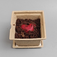 Boîte en pulpe naturelle écologique sans moisissure avec graines plantables