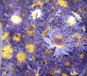 <span class=keywords><strong>Prix</strong></span> de gros <span class=keywords><strong>Lotus</strong></span> bleu égyptien 100% Tisane de couleur naturelle Sain pour fumer Thé en fleurs Fleur de <span class=keywords><strong>Lotus</strong></span> bleu séchée - Product Image 2