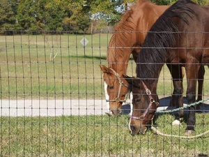 Vẫn không leo lên hàng rào/12-1/<span class=keywords><strong>2</strong></span> ga không leo lên lỗ vuông đục lỗ mạ kẽm hàng rào dây ngựa - Product Image 3