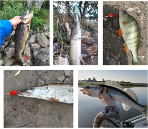 XinV Best Seller Crankbait VC02 <span class=keywords><strong>Golden</strong></span> Tiger Bluegill Long Casting Deep plongeurs 3D <span class=keywords><strong>Eyes</strong></span> Wobblers Factory vente en gros leurre de pêche - Product Image 6